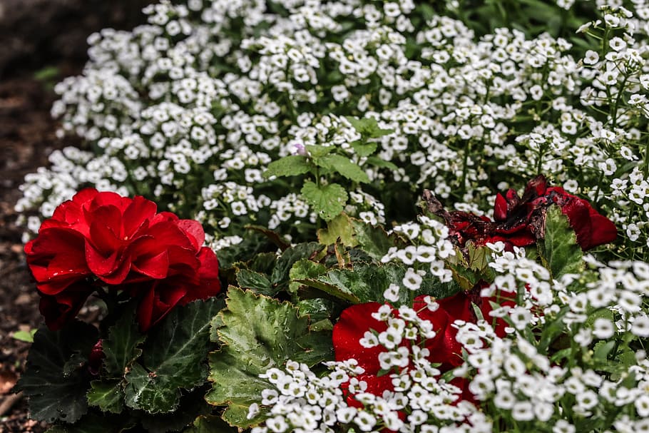 flower, red, white, macro, garden flower, flowering plant, beauty in nature HD wallpaper