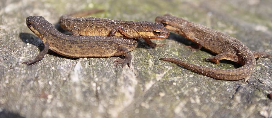 lizard, nature, brown, three, eco, environment, forest, animal themes HD wallpaper