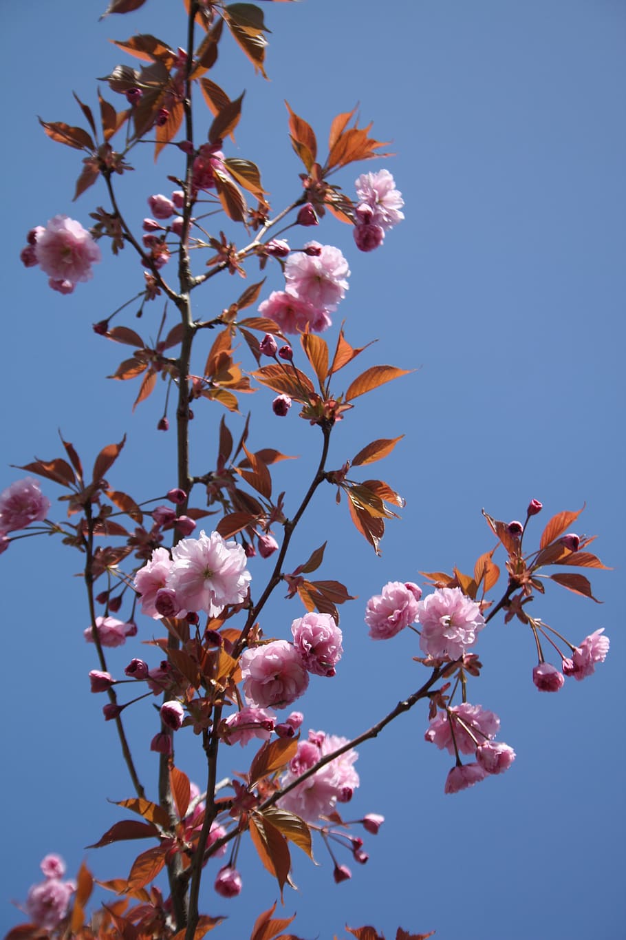 spring, blossom, flower, plant, flowering plant, fragility HD wallpaper