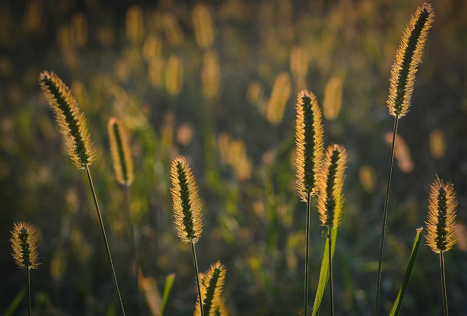 photo of green grasses, sunset, nature, the sun, west, landscape HD wallpaper