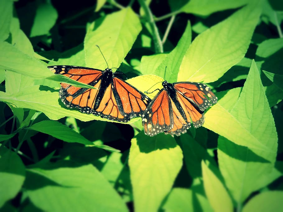 butterflies, leaf, summer, beautiful, floral, nature, flower HD wallpaper