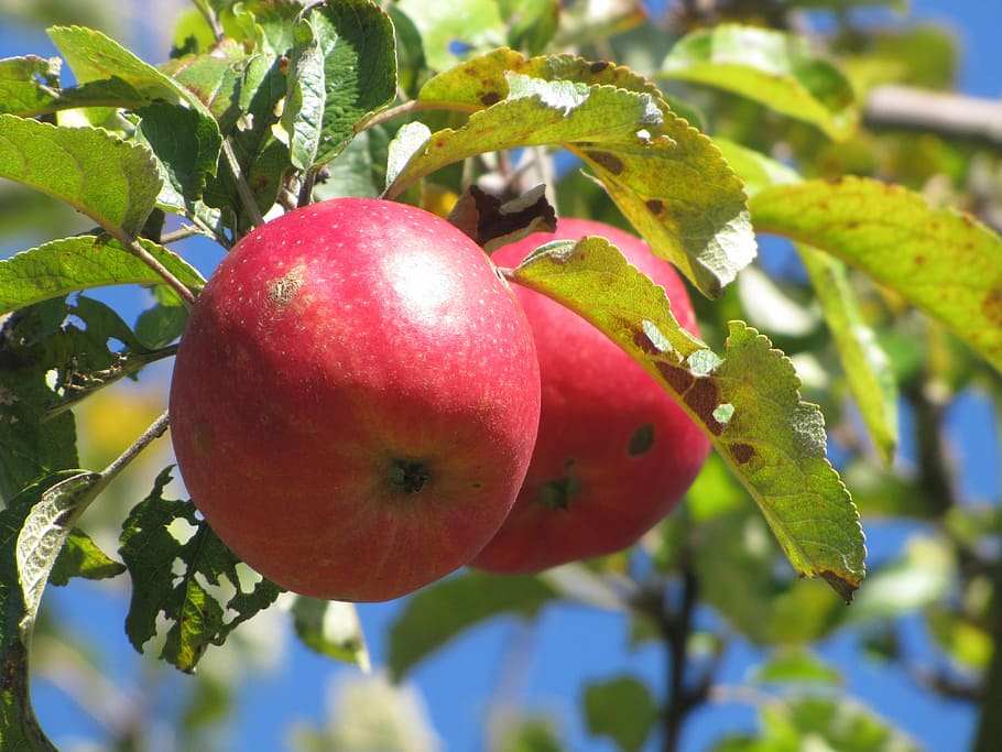 apple tree, red, fruit, vitamins, healthy, ripe, eat, healthy eating HD wallpaper