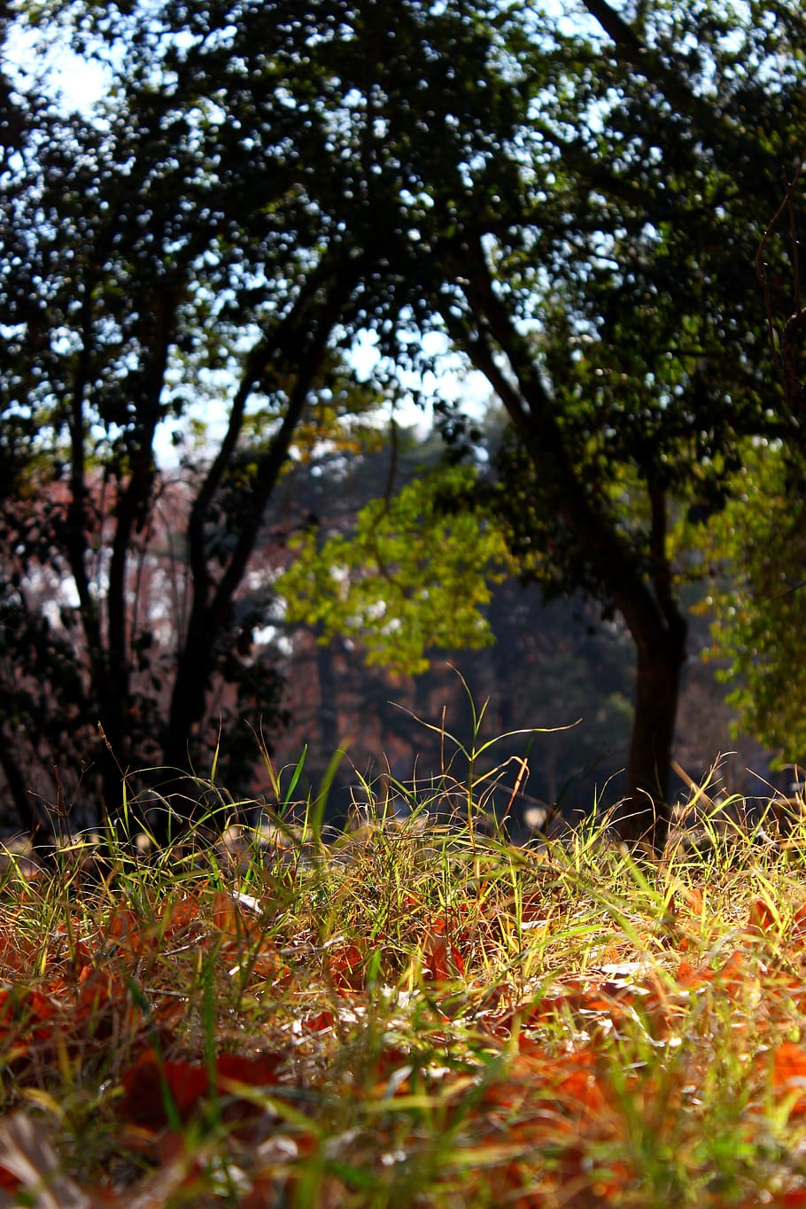 1920x1200px | free download | HD wallpaper: grass, green, park, plant,  nature, tree, land, growth, tranquility | Wallpaper Flare