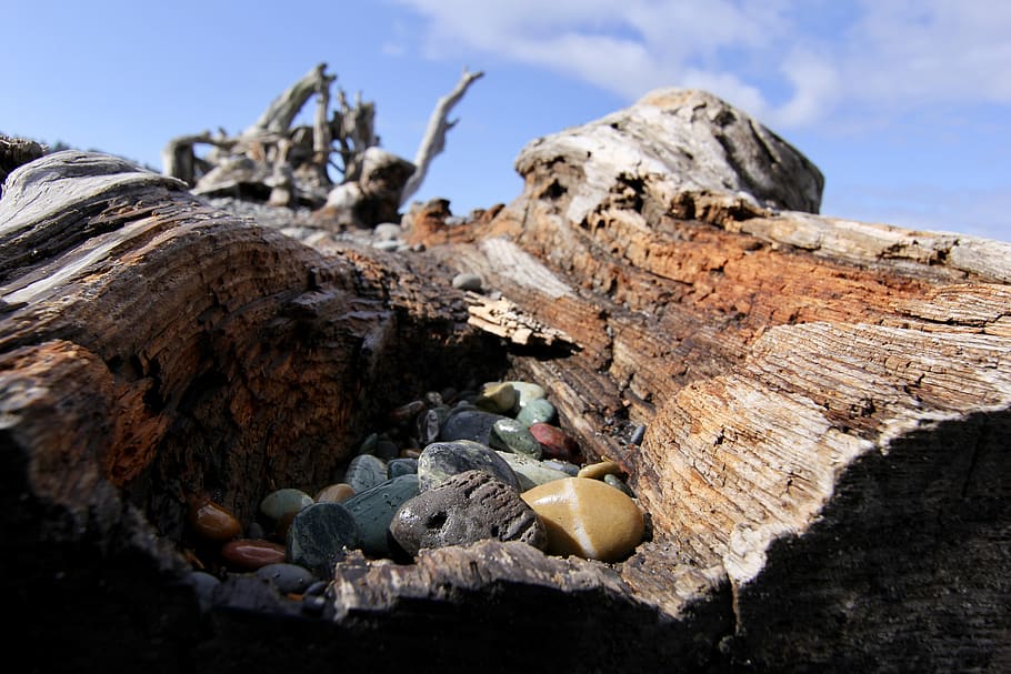 rocks, driftwood, sky, beach, day, nature, tree, no people HD wallpaper