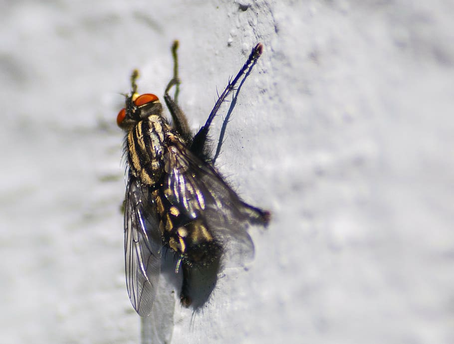 fly, macro, insect, nature, bug, close, wings, pest, summer HD wallpaper
