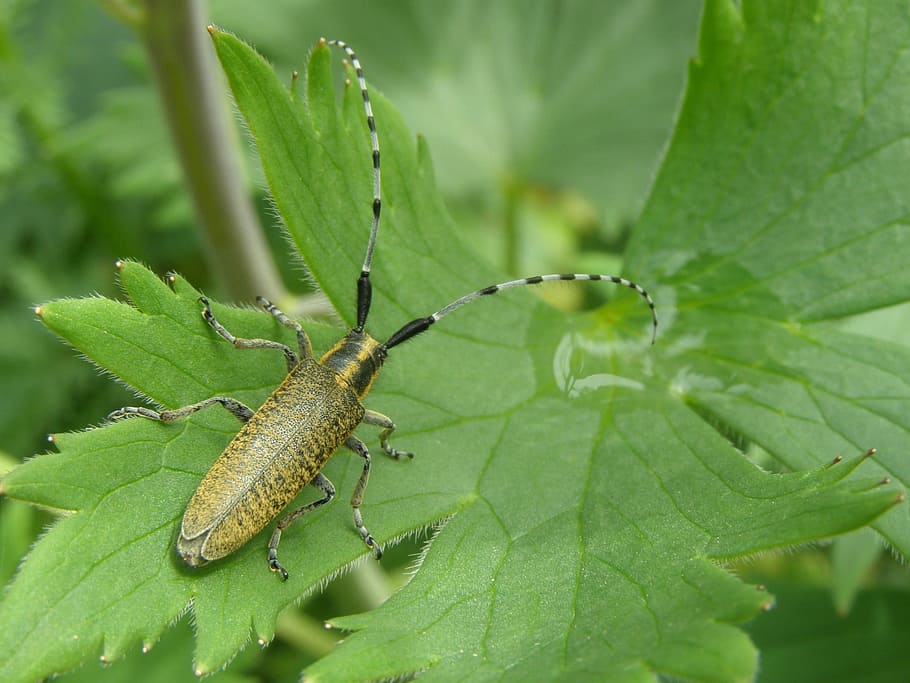 beetle, longhorn beetle, garden, insect, coleoptera, cerambycidae, HD wallpaper