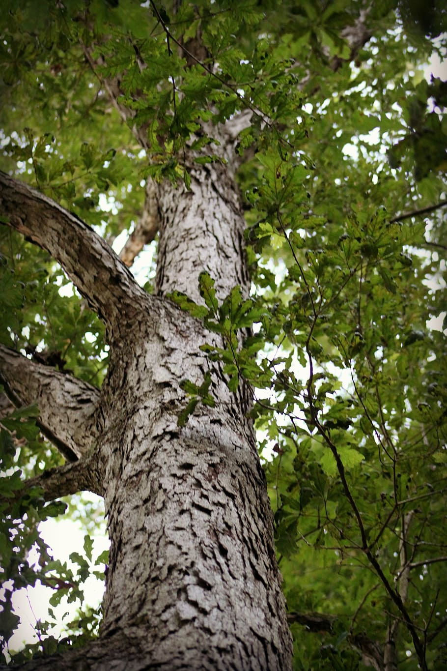 tree, leaves, green, nature, wood, outdoor, summer, plant, tree trunk HD wallpaper