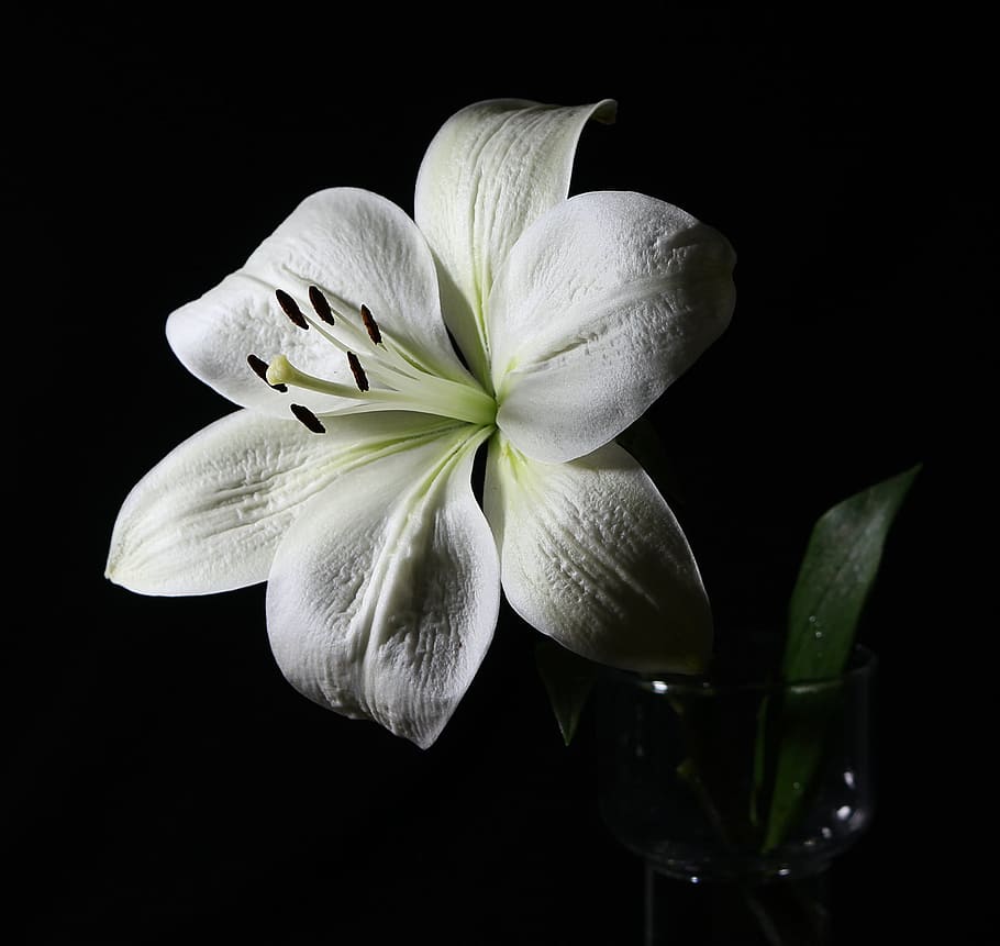 white lily flower with black background, floral, plant, natural, HD wallpaper