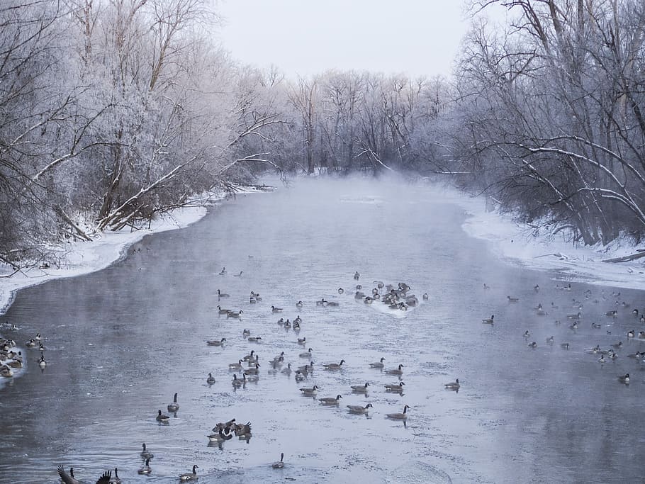 ducks in body of water, lake, river, snow, frozen, cold temperature HD wallpaper