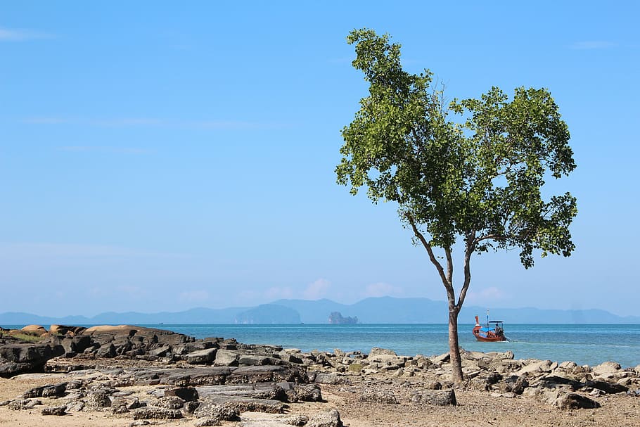 tree, beach, boot, sky, sea, water, nature, beauty in nature HD wallpaper