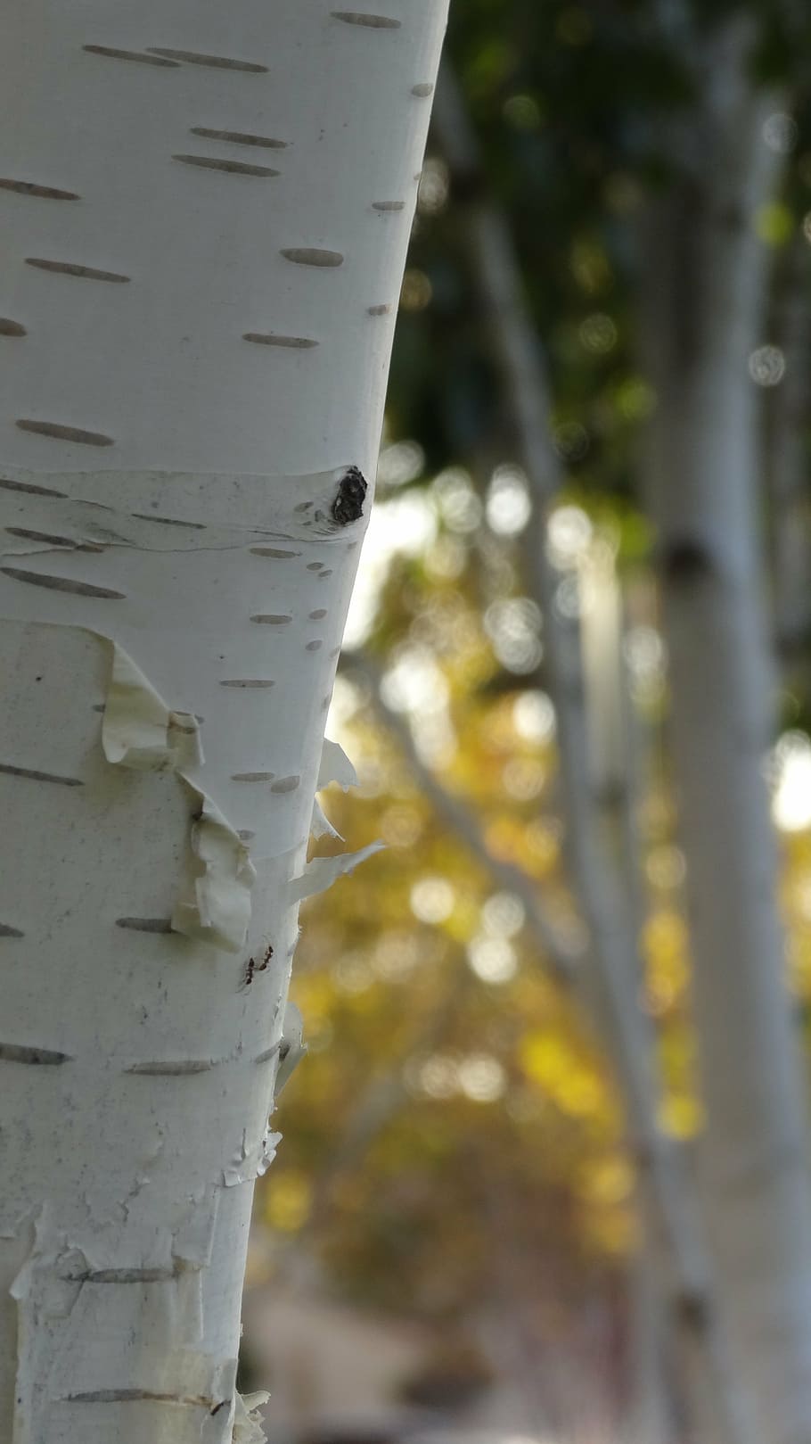 birch, birch tree, trunk, autumn, leaves, fall, fall colors HD wallpaper