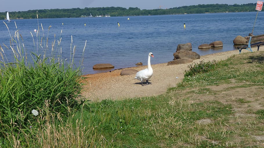 summer, lake, swan, animal themes, vertebrate, bird, animal wildlife HD wallpaper