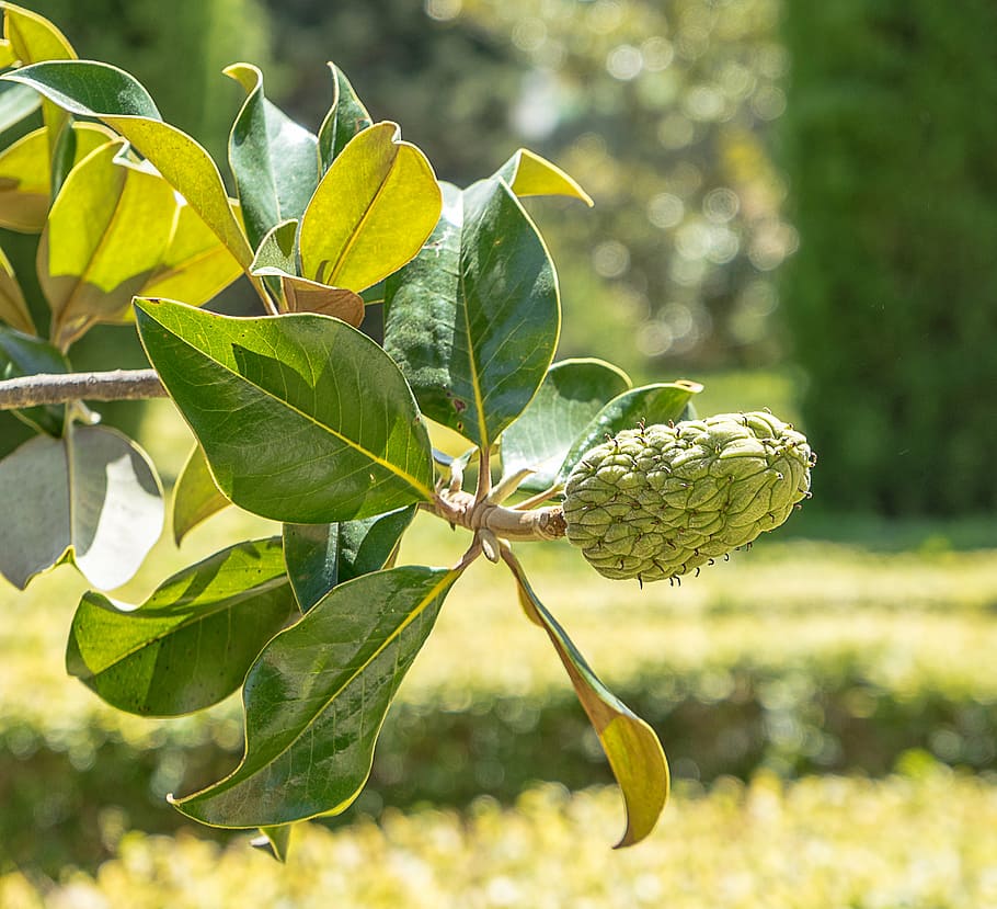 berry, fruit, shrub, tree, garden, parterre, green, wallpaper HD wallpaper