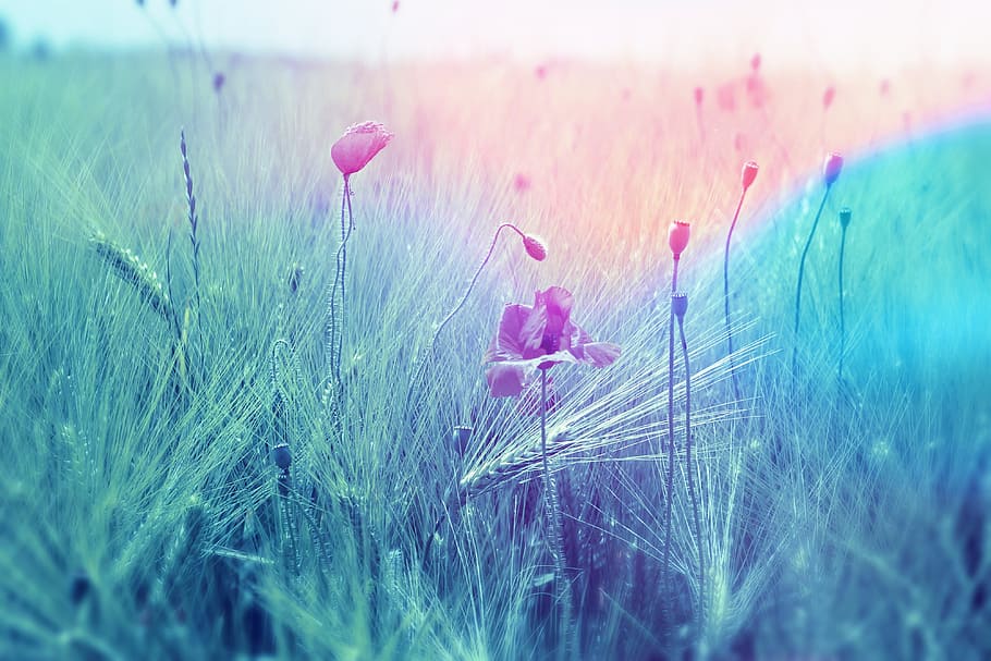 pink flowers surrounded by green grass, meadow, field, wheat HD wallpaper