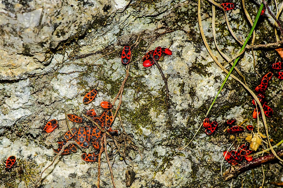 bug, gendarme, insect, pyrrhocore, red thumbtack, plant, nature HD wallpaper