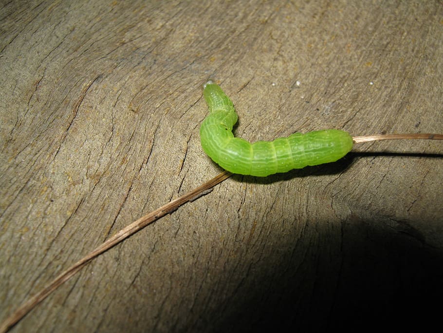 Caterpillar, Insect, Bug, Garden, Larva, worm, pest, creature HD wallpaper