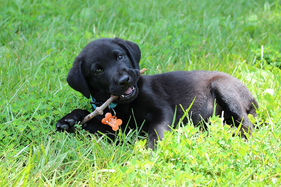 short-coated black puppy biting tree branch, Black, Labrador