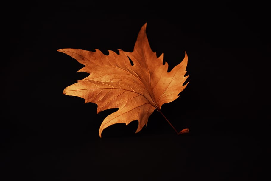 brown maple leaf with black background photo, autumn, autumn leaf, HD wallpaper