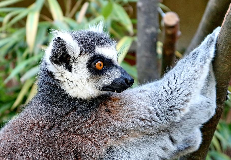white and gray lemur, animal, lemur catta, primate, monkey, madagascar, HD wallpaper