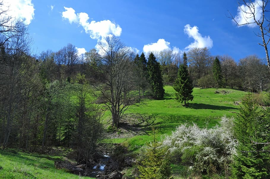 brook, the brook, water, meadow, nature, view, landscape, green HD wallpaper
