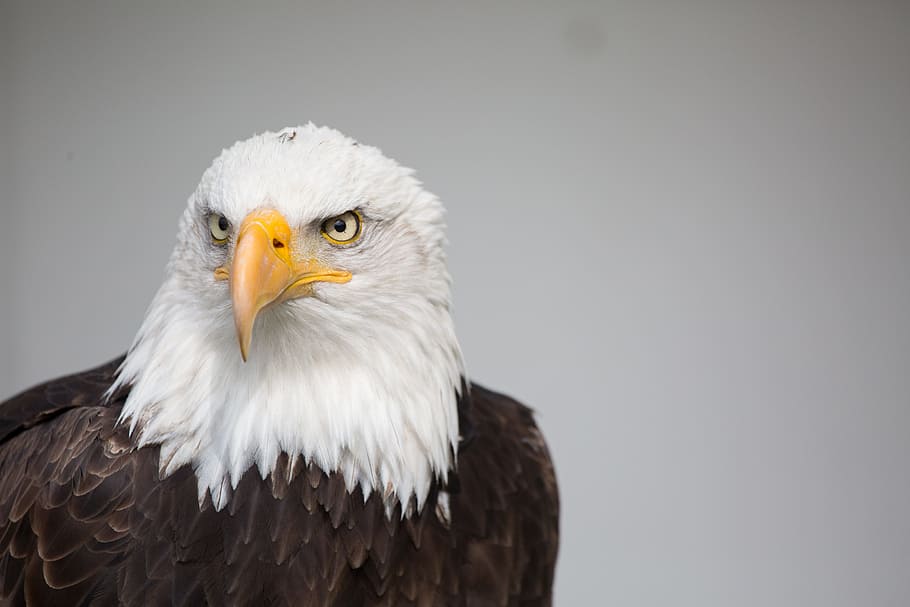 bald eagle, nature, raptor, fly, wild, bird of prey, animal HD wallpaper