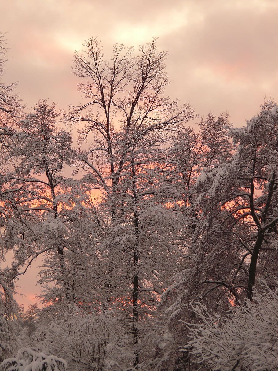 Winter, Wintry, Snow, Cold, Icy, Forest, trees, snowy, sky HD wallpaper