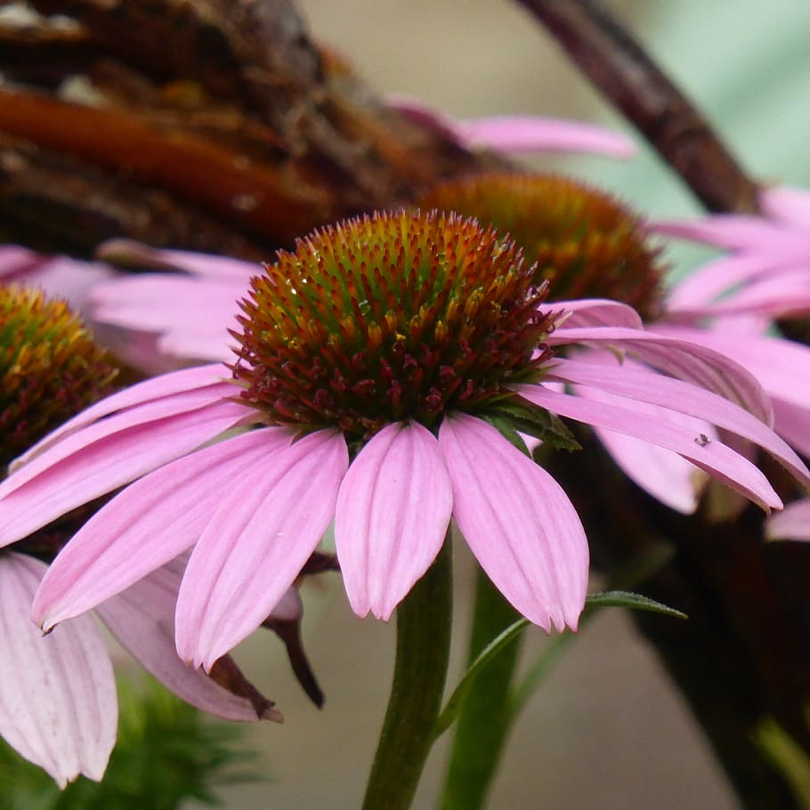 sun hat, echinacea, blossom, bloom, flower, pink, nature, plant HD wallpaper