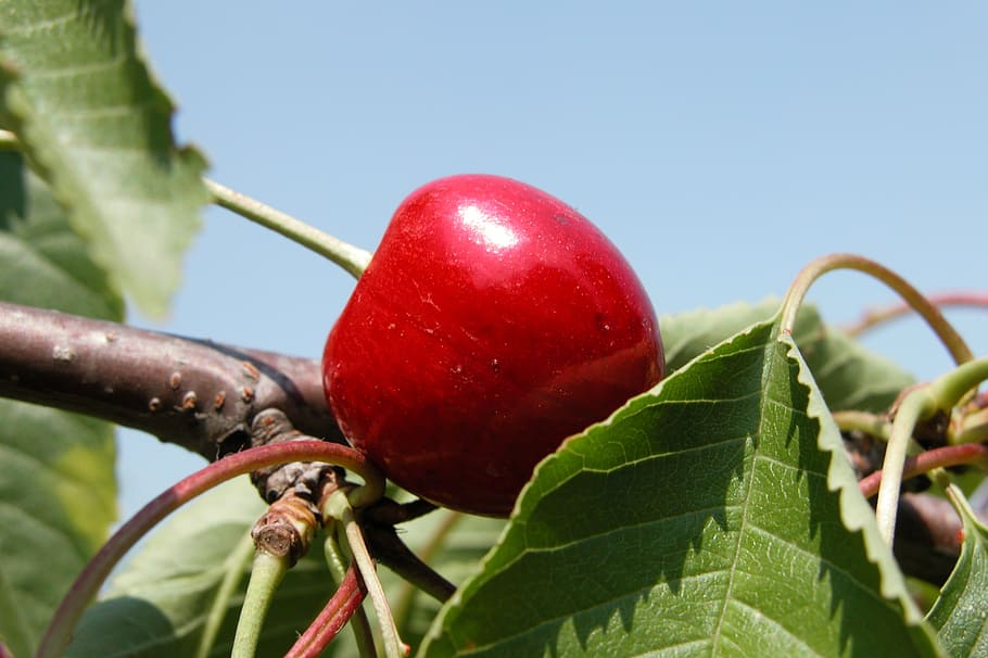 cherry, fruit, garden, cherries, leaf, summer, vitamin c, close-up HD wallpaper