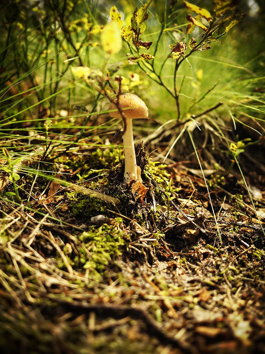 mushroom, forest, nature, tree, mushrooms, collect, litter HD wallpaper