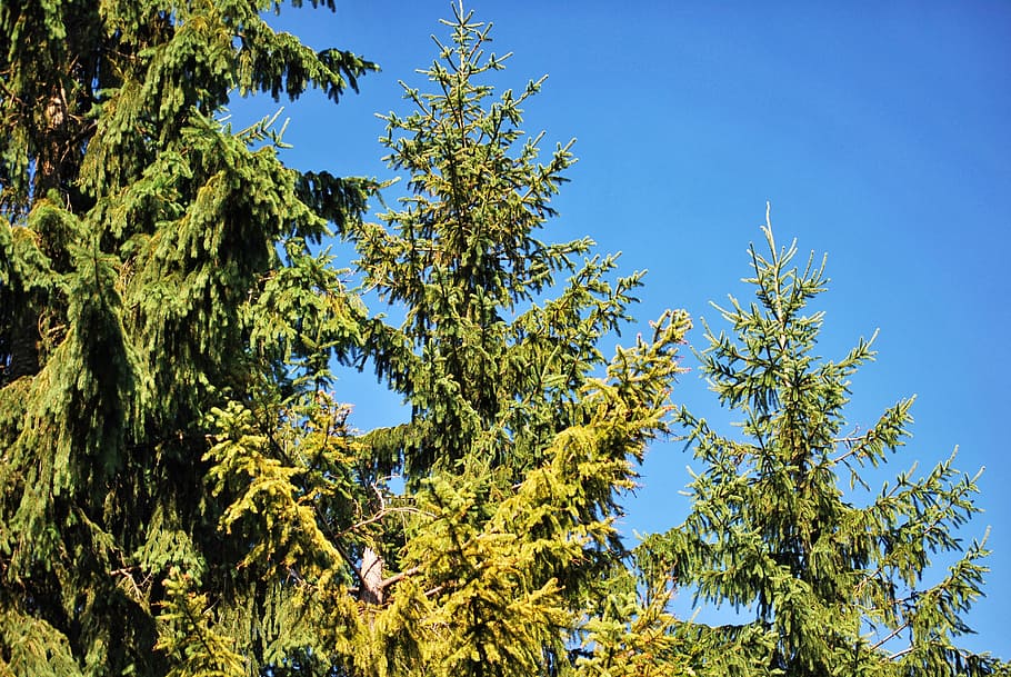 plants, coniferous, green, spruce, tree, growth, sky, low angle view HD wallpaper