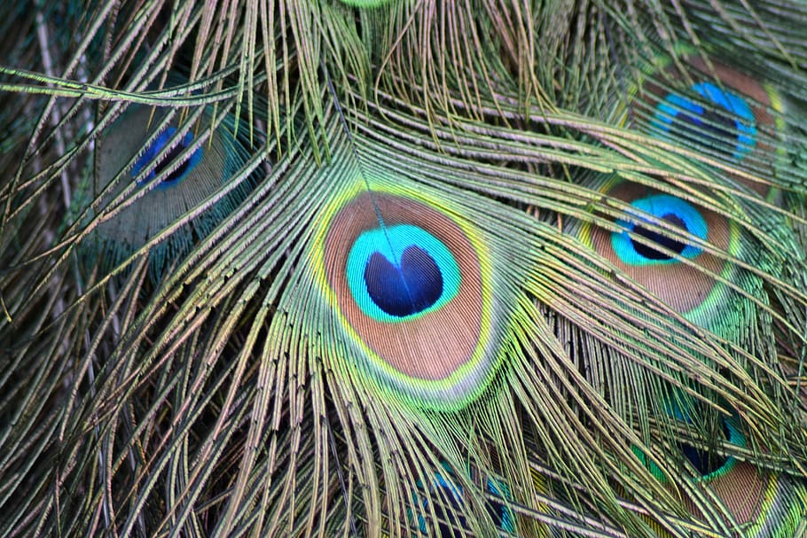 Peacock, Feather, Peacock Feather, green, bird, pattern, color HD wallpaper
