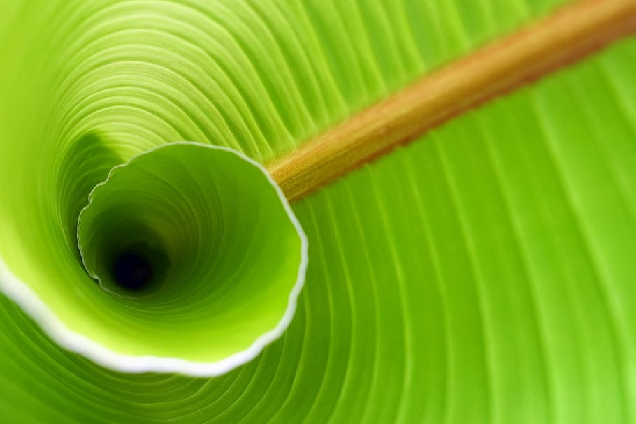 green banana leaf, macro, close, rolled, role, light green HD wallpaper