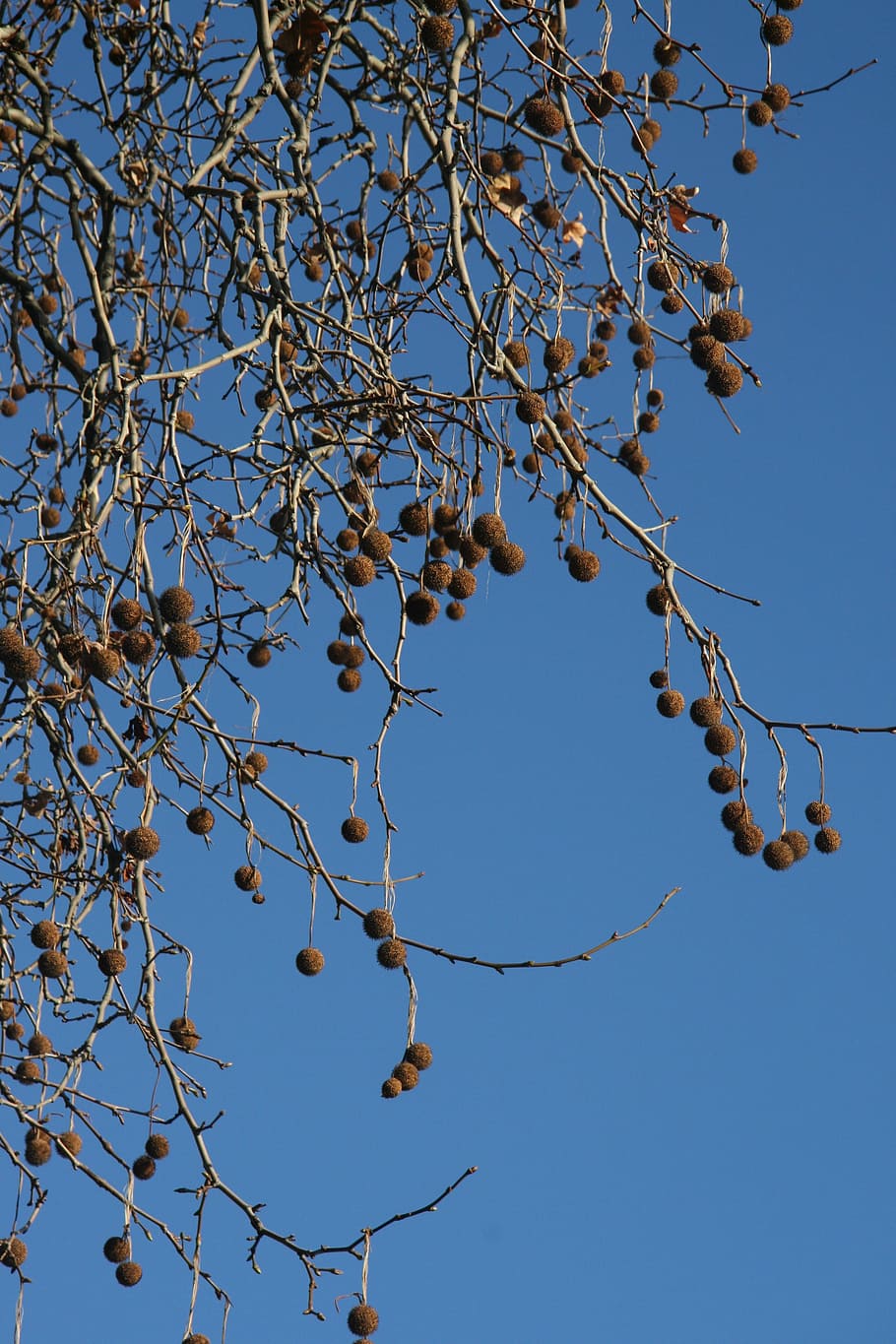 blue, tree, balls, nature, air, plant, sky, clear sky, low angle view HD wallpaper