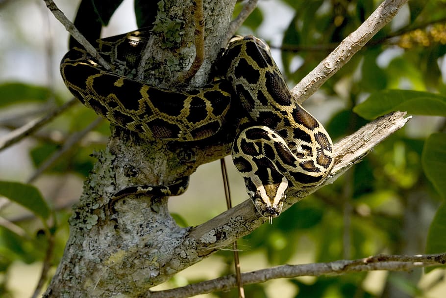 brown ball python on branch, Burmese Python, Python, Snake, Reptile, HD wallpaper