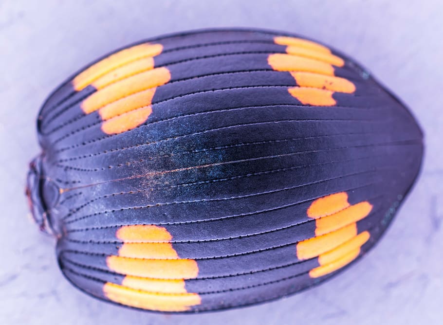 beetle shell, close, exotic, close-up, no people, selective focus HD wallpaper