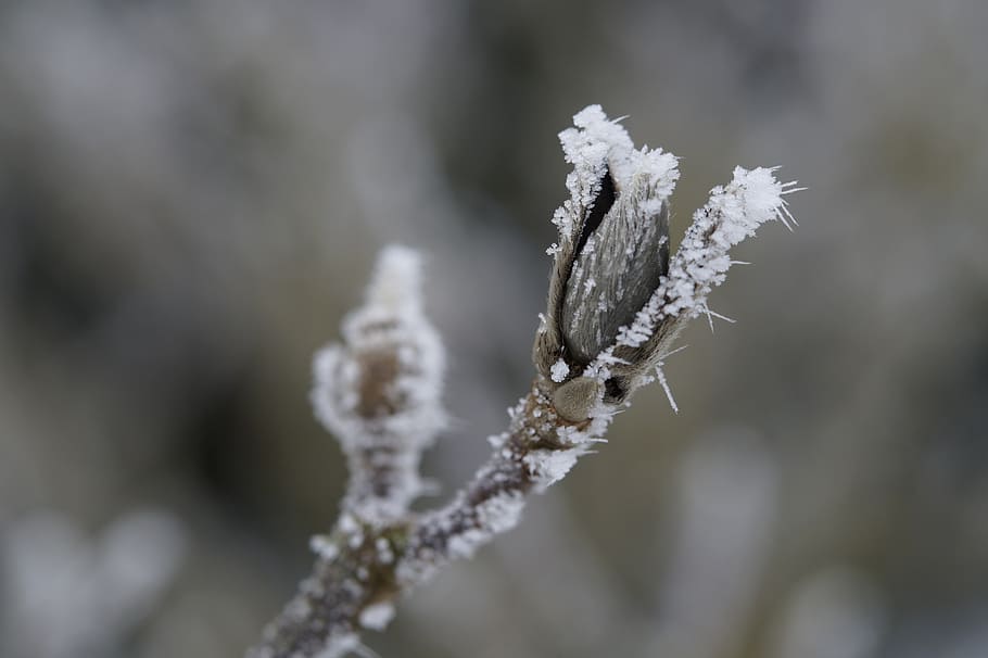 bud, ice, hoarfrost, covered, frozen, winter, cold, branch