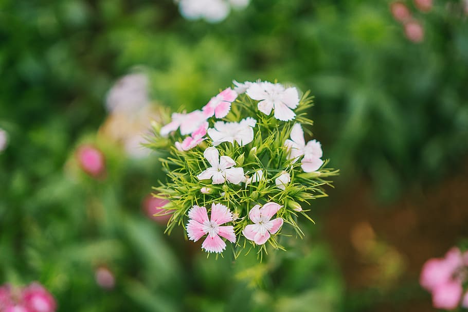 Focus Photography of White and Pink Flowers, beautiful, bloom HD wallpaper