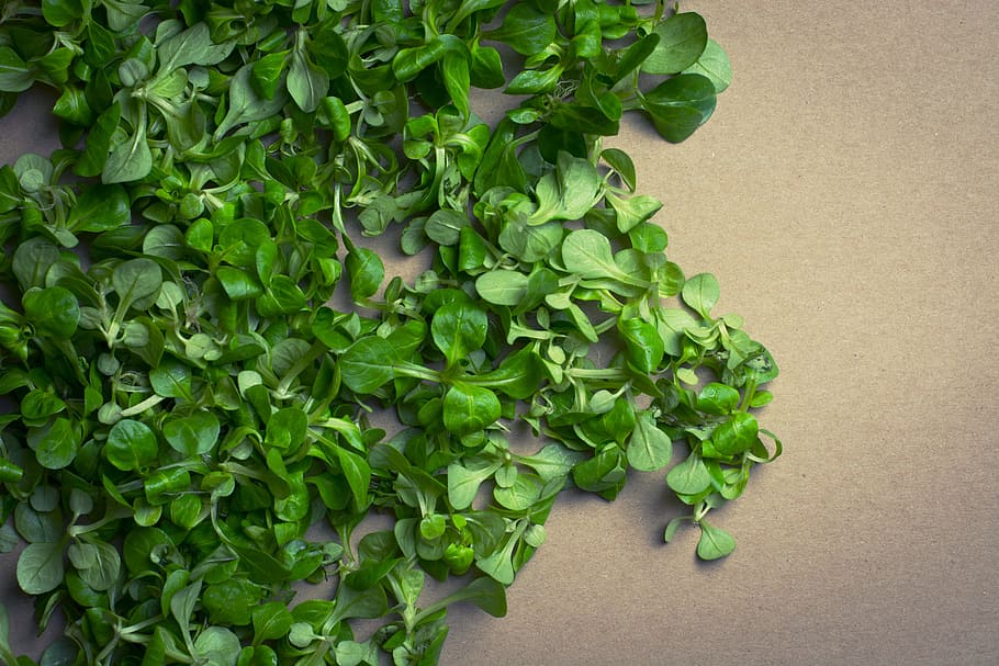 green, lettuce, vegetables, green color, leaf, plant part, freshness HD wallpaper