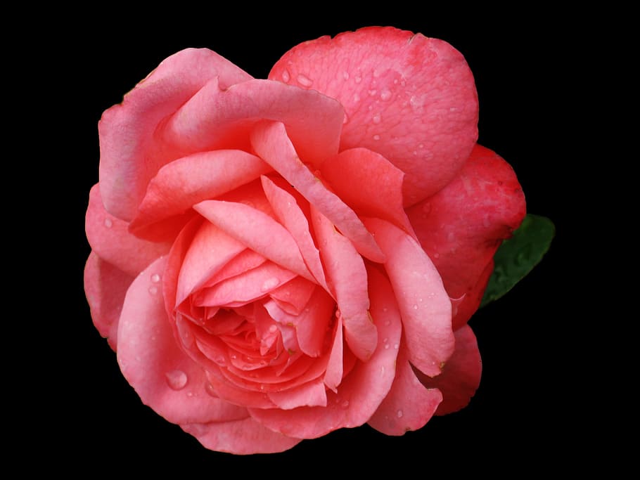 macro photography of pink rose, buga, flowers, blütenmeer HD wallpaper