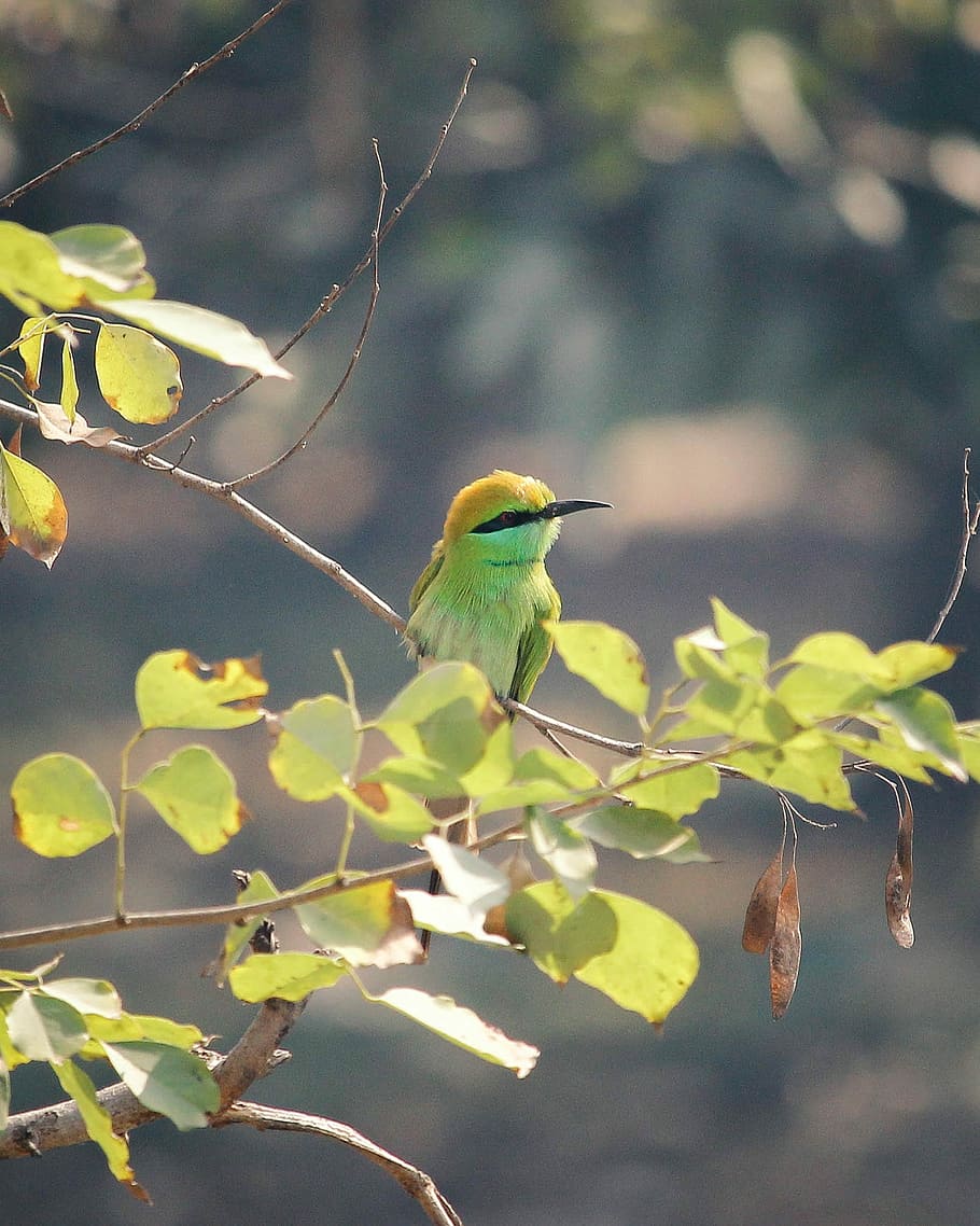 selective focus photography of green and black bee-eater perched on twigs, green bird on tree HD wallpaper
