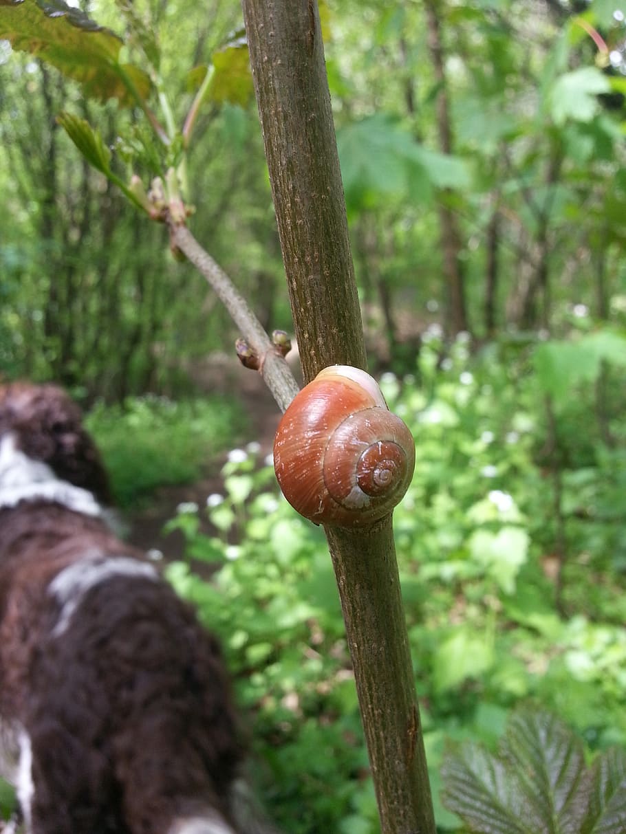 shell, snail, animals, snail shells, nature, tree, plant, growth HD wallpaper