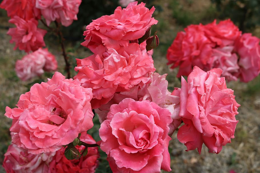 rose, garden, flowering plant, pink color, vulnerability, fragility HD wallpaper