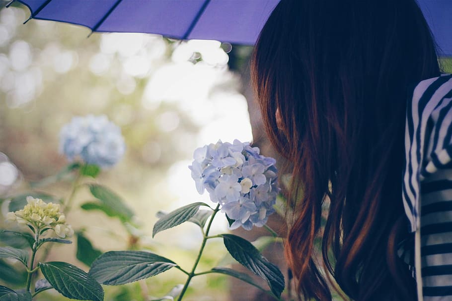 woman near blue Hydrangeas flowers during daytime, women, one Person HD wallpaper