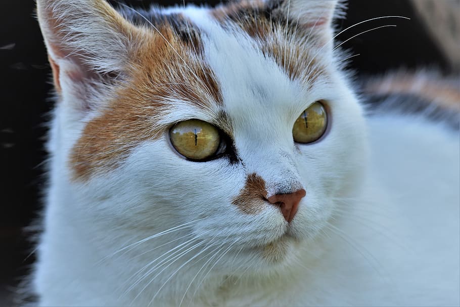 closeup photo of short-haired white and tan cat, animal, pet HD wallpaper