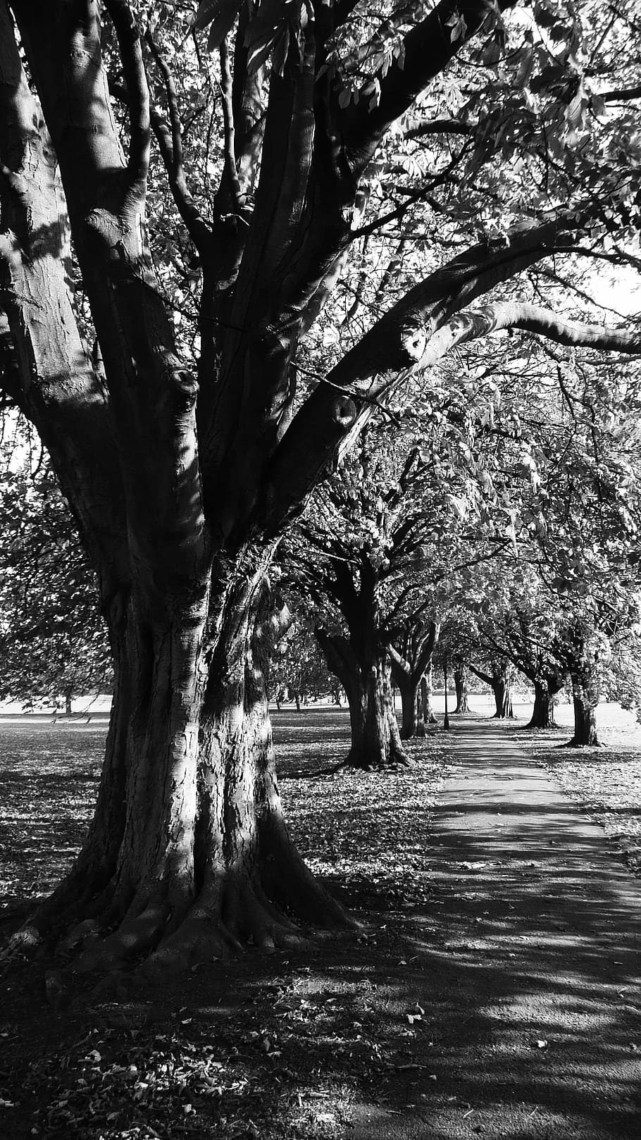 Chestnut, Trees, Way, Road, Path, park, black And White, nature HD wallpaper