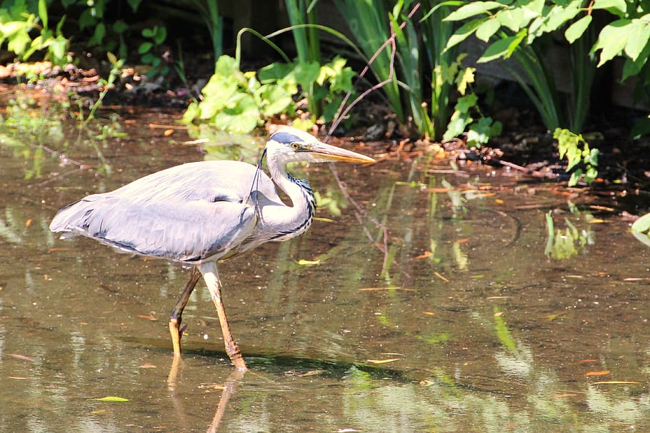 Grey Heron, Bird, Eastern, intervention, water, plumage, fish eater HD wallpaper