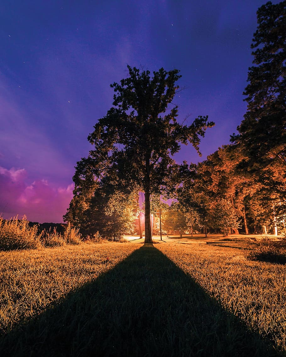 Tree, Silhouette, tree silhouette, nature, color, landscape HD wallpaper