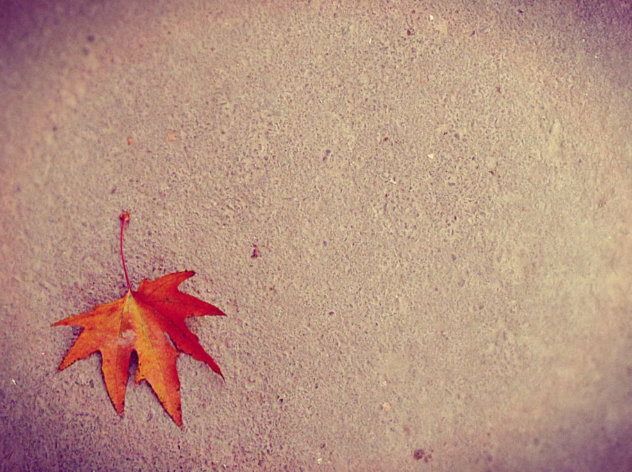 photo of dried maple leaf on ground, autumn, change, orange color HD wallpaper