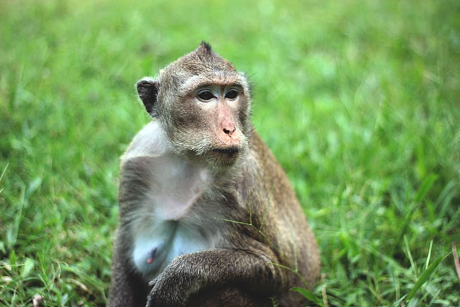 Monkey, Portrait, Cambodia, Nature, Asia, lawn, green, grass HD wallpaper