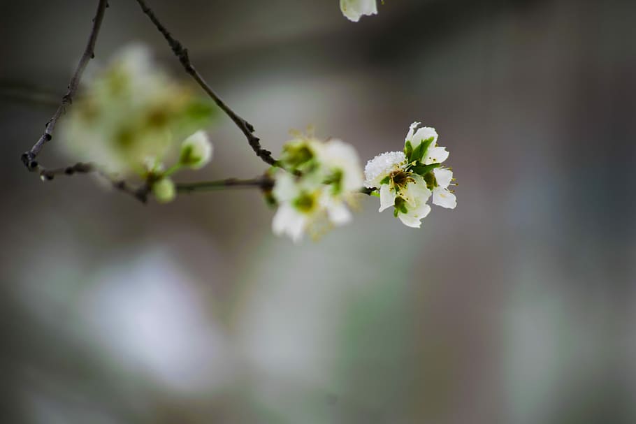 close-up photo of white flowers, tree, green, bokeh, blank space HD wallpaper